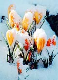 snow on flowers